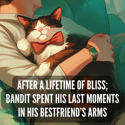 adult black and white tuxedo cat with a red bowtie with his eyes closed is being held by a human man in a gray hoodie and sweatpants. Caption reads: "After a lifetime of bliss; Bandit spent his last moments in his bestfriend's arms."